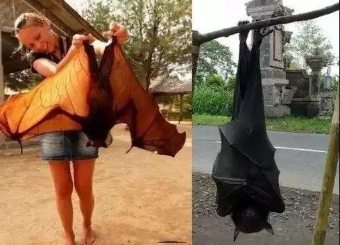 澳大利亚有多恐怖,看完你就知道了.