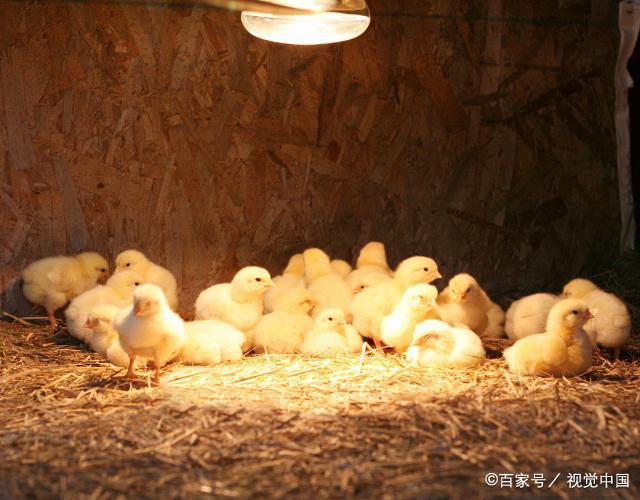 电灯孵化小鸡需要注意3点,每天翻蛋2次,才能成功孵化