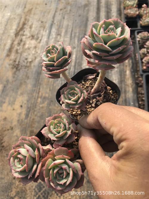 738多肉植物大棚批发露养 克罗地亚群2-4头 品相好裸根发多肉品种