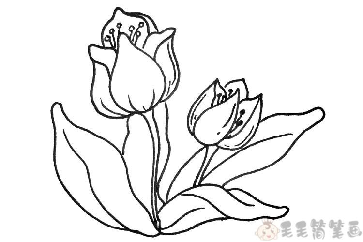 一组写实风格各种花草简笔画图片