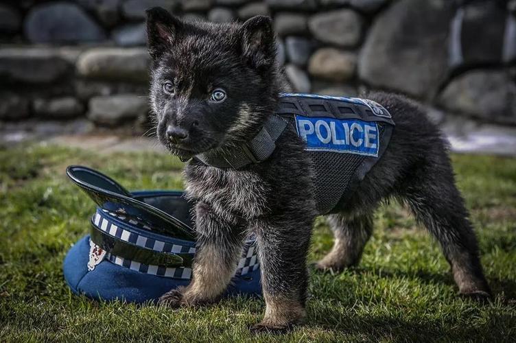 我们就是要看警犬!