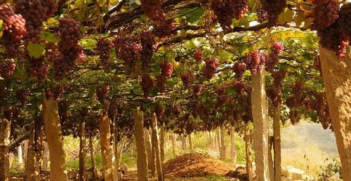 新疆"黑心"景区,宣传过度,葡萄沟的葡萄变味了|吐鲁番