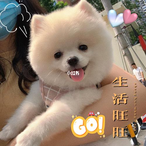 马上五个月小博美剪毛后小造型太可爱啦_博美_宠物_狗