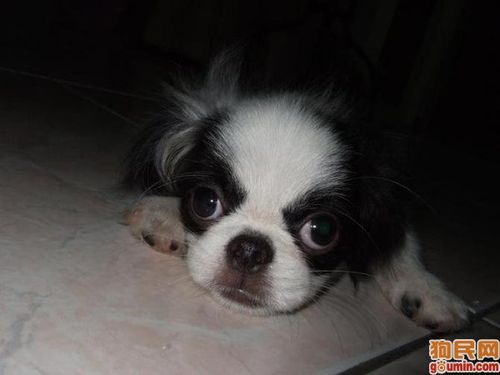 日本狆犬照片/日本狆照片 33 弟弟 上传于2010-08-16 01:34