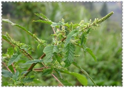 中药材新鲜野生中草药现采出刺苋菜带刺穗 刺苋茎叶野土苋菜野菜