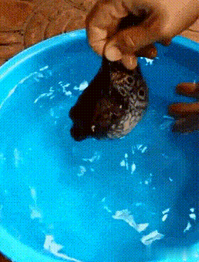 爆笑gif妹子身材长相都挺好只可惜一般男人hold不住