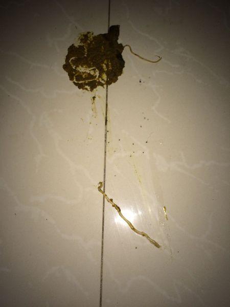 狗狗拉出来的是蛔虫吗?