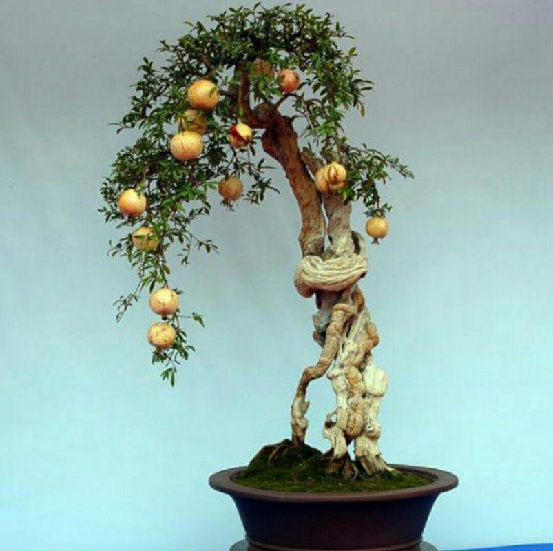 怎样才养出漂亮,美观的石榴树盆景