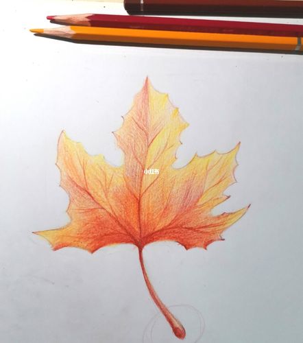 彩铅枫叶93_彩铅_枫叶_绘画_学习_绘画日常_文化