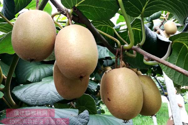 阳光金果g3