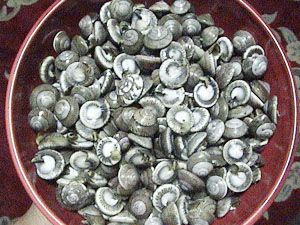 海锥儿和海钱儿