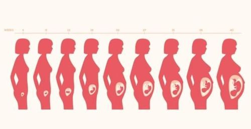 从怀孕到分娩女性子宫变化有多大看完这5张图皆感叹女人不易