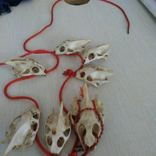 全网最低! 甲鱼头骨 黑珠子