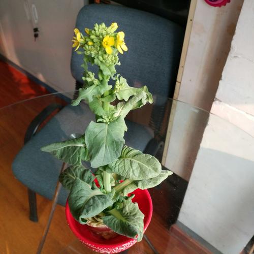 水培白菜花(马世杰)