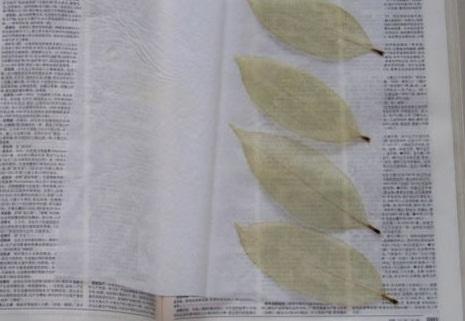 树叶书签制作方法漂亮的树叶书签制作方法