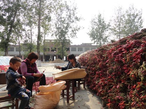 青华镇小辣椒喜获丰收