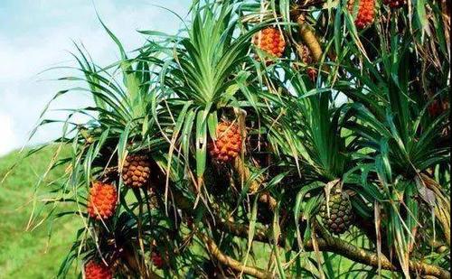 长在树上的"菠萝",别看长得