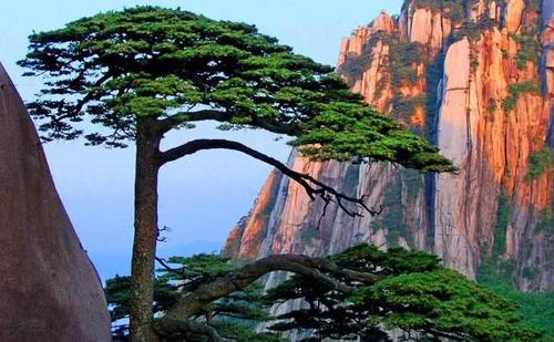 黄帝炼丹的仙山,凭一棵松树享誉多年,至今享誉全球