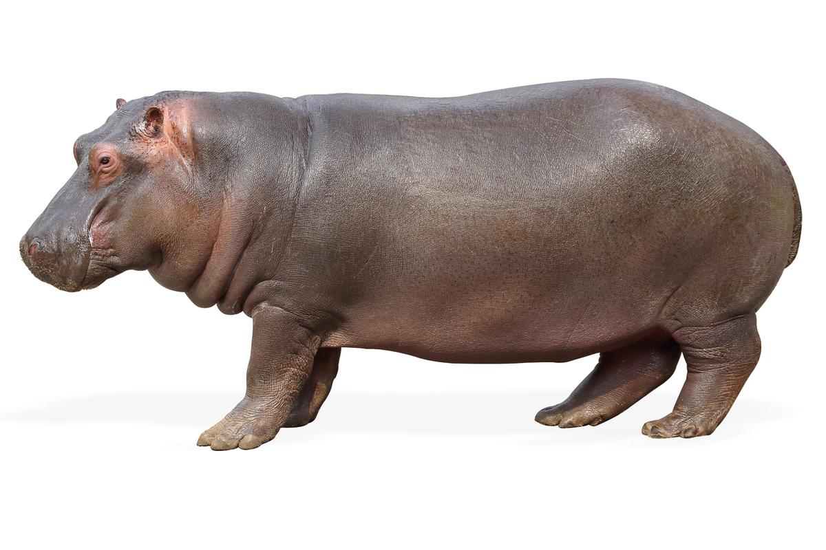 河马自备"防晒霜";河马的皮肤可以分泌出一种红色的油状液体,这种液体