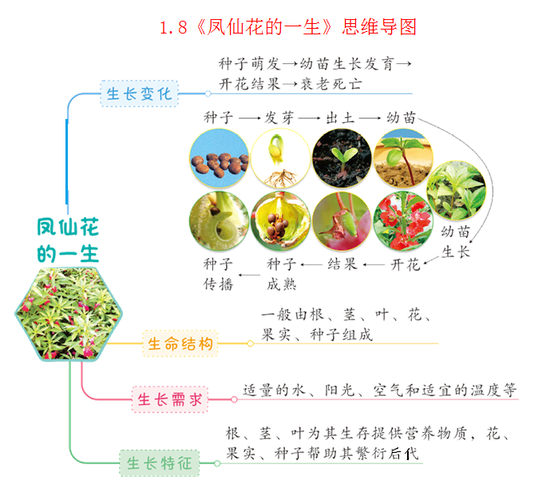 植物的生长变化教科版四年级科学下册全册思维导图2第三单元 岩石与