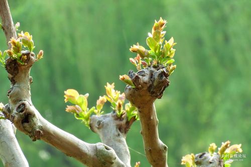 枯木逢春