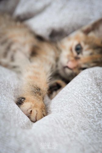 猫土匪