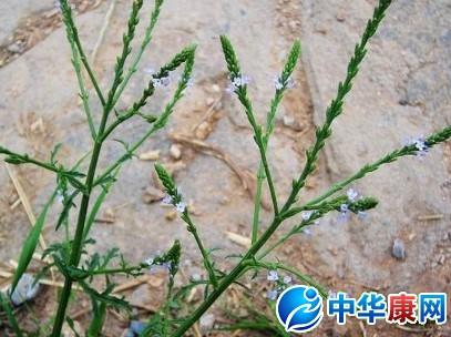 铁马鞭的功效与作用