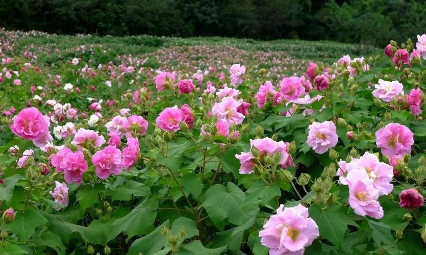 多彩金秋 | 芙蓉花迎来最美花季,快来一睹芬芳!
