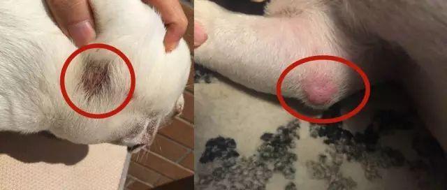 狗狗皮肤病真菌和螨虫的区别如何判断狗狗得什么病症