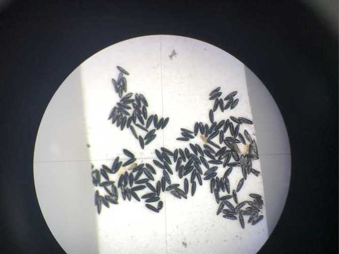 假如把一个人放到蚊子窝里 会不会血干而亡?