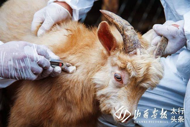 润城镇安润防疫服务队人员正在该镇北音村农民王进峰羊场进行疫苗免疫