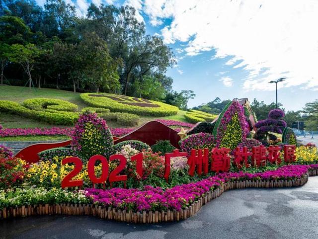 邂逅不一样的美2021广州簕杜鹃花展开幕