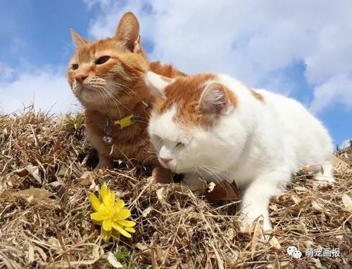 文艺猫咪哪家强?猫叔带着茶仔去赏花