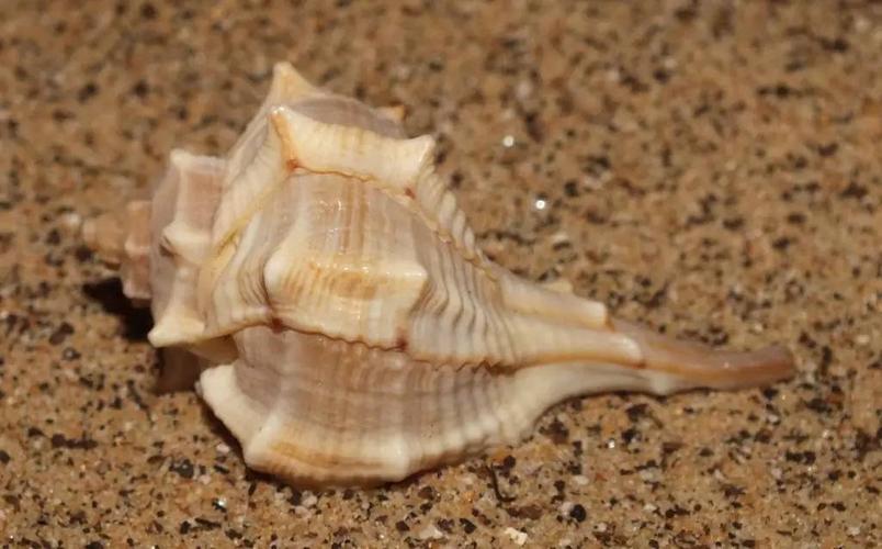 骨螺这刺多的哟,难道是拿来给龙王梳胡子的吗?