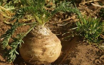 植物闲话有一种像萝卜头植物叫玛卡