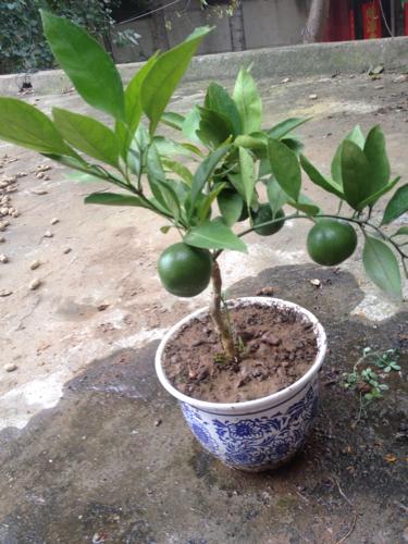 今天刚买的桔子树,不知道该怎么养,求高手指教