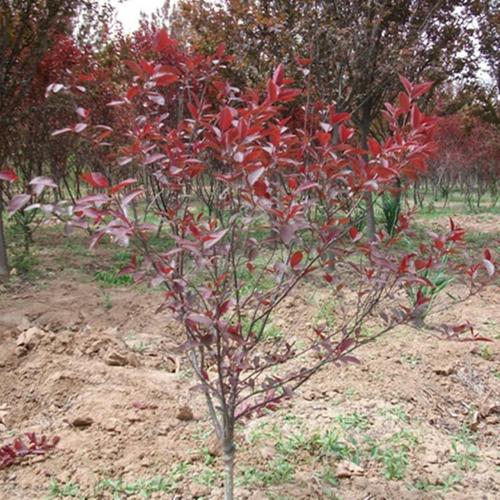 基地批发 紫叶李树苗 红叶绿篱 庭院绿化 工程苗 紫叶