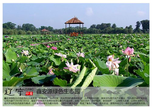 鑫安源绿色生态园座落在交通便捷,环境幽雅,绿树成荫,风光秀丽的盘锦