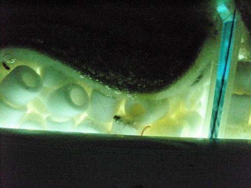 上滤系统硝化细菌的培养