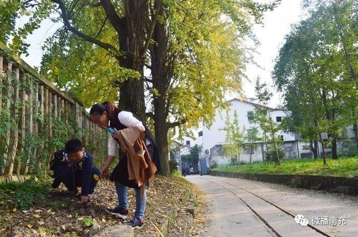 南充记忆都京镇银杏树之恋