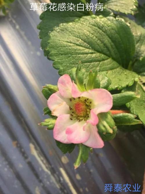 草莓扣棚后白粉病的防治