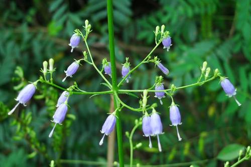 沙参南沙参北沙参的区别