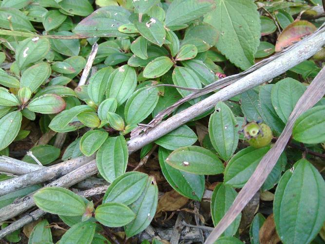 请问山上生长的植物名称?