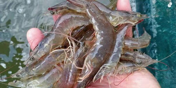 "白便"狂魔来袭,部分区域发病高达9成,南美白对虾价格