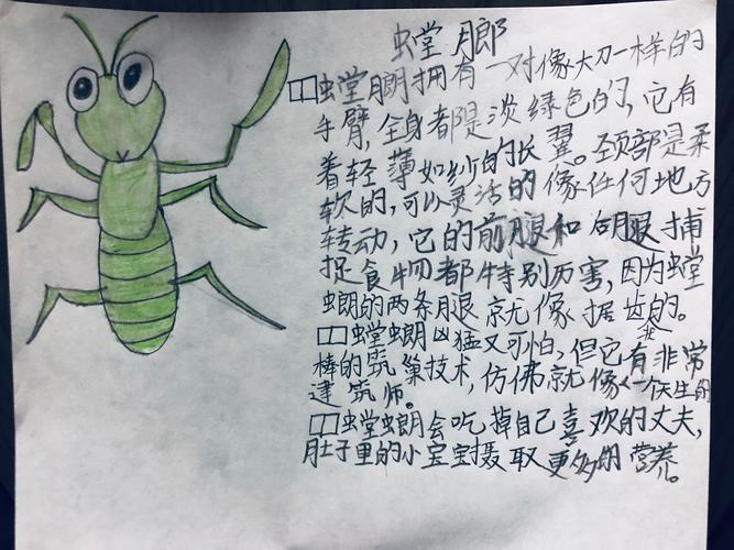 记三二班的《昆虫备忘录》