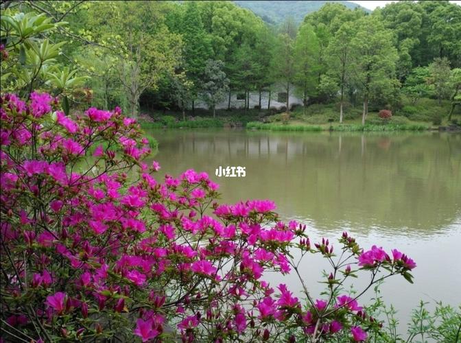 江南四月醉杜鹃_杜鹃_出行_人文风光展示