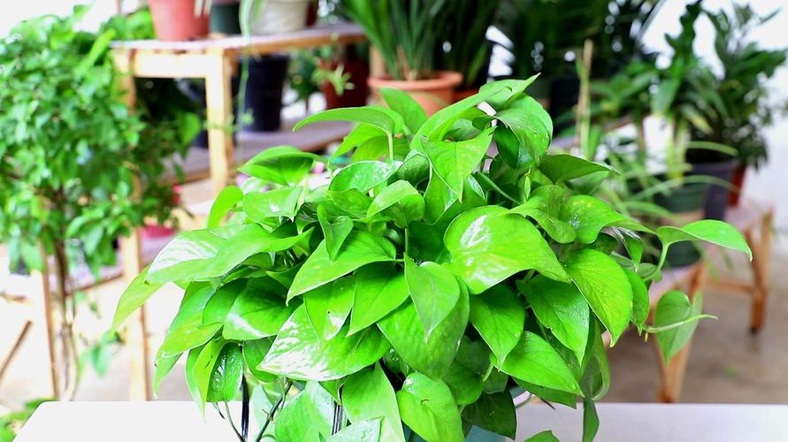 绿萝的浇水方法,养护知识请看这里!