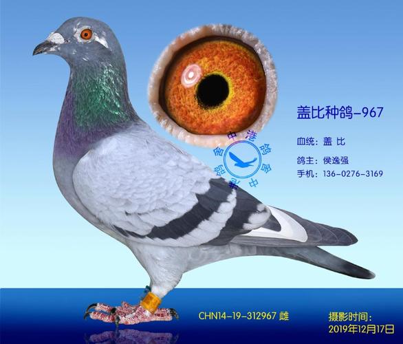 盖比种鸽-967