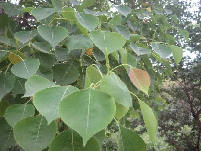 除了以上介绍的用途之外,你们还知道乌桕树还有啥用处吗?