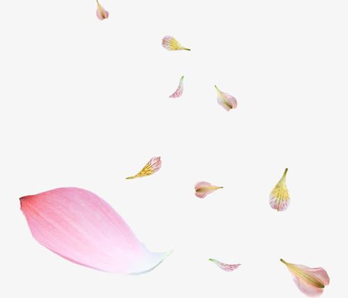 唯美,花瓣,素材,落花,飘落,清新,背景